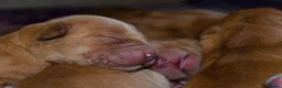 Golden Retriever dogs for sale: KC 𝑫𝒂𝒓𝒌 𝑹𝒆𝒕𝒓𝒊𝒆𝒗𝒆𝒓 𝑷𝒖𝒑𝒑𝒊𝒆𝒔 - Advert 11