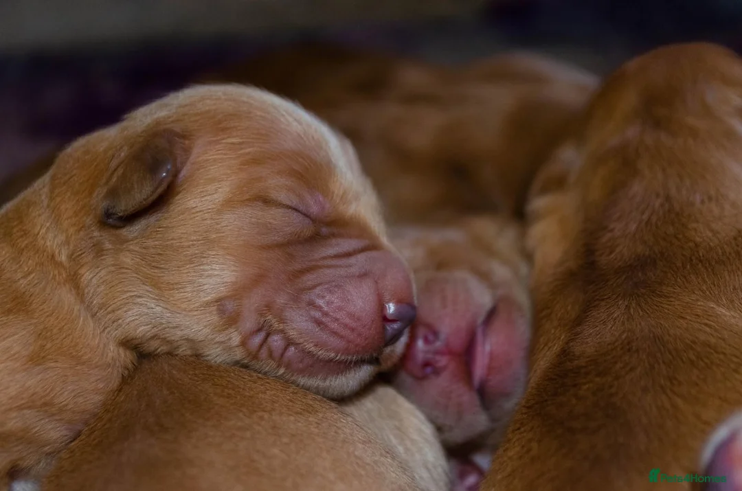 Golden Retriever dogs for sale: KC 𝑫𝒂𝒓𝒌 𝑹𝒆𝒕𝒓𝒊𝒆𝒗𝒆𝒓 𝑷𝒖𝒑𝒑𝒊𝒆𝒔 - Advert 11