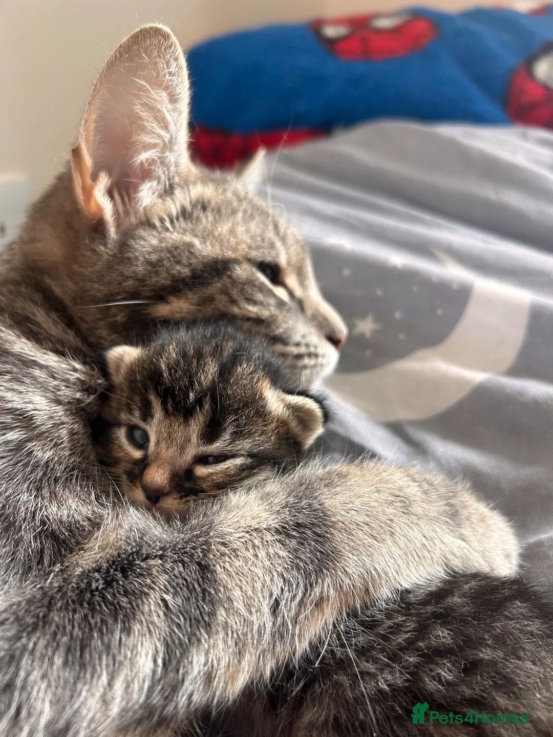 Mixed Breed cats for sale: Beautiful tabby kittens  - Advert 2