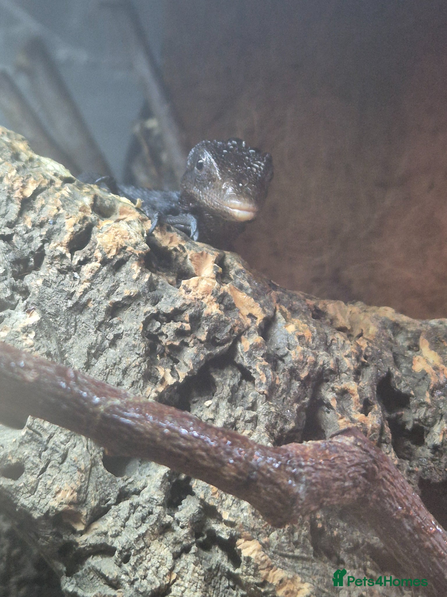 Monitor reptiles Black Tree Monitor  - Advert 2