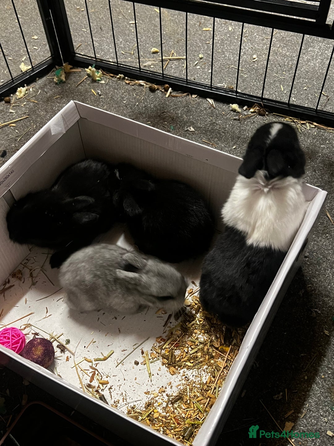 Lionhead rabbits for sale: Bouncing baby bunnies  - Advert 6