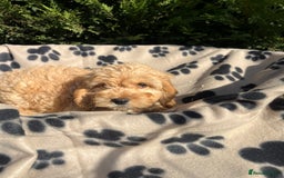 Cockapoo dogs for sale: 5 lovely f1 cockapoos  - Image 6