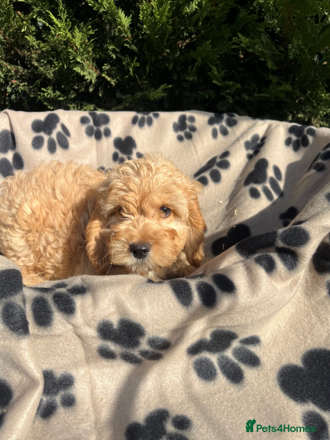 Cockapoo dogs for sale: 5 lovely f1 cockapoos  - Image 6