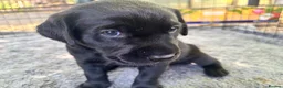Labrador Retriever dogs for sale: Black KC Lab puppies - Advert 9