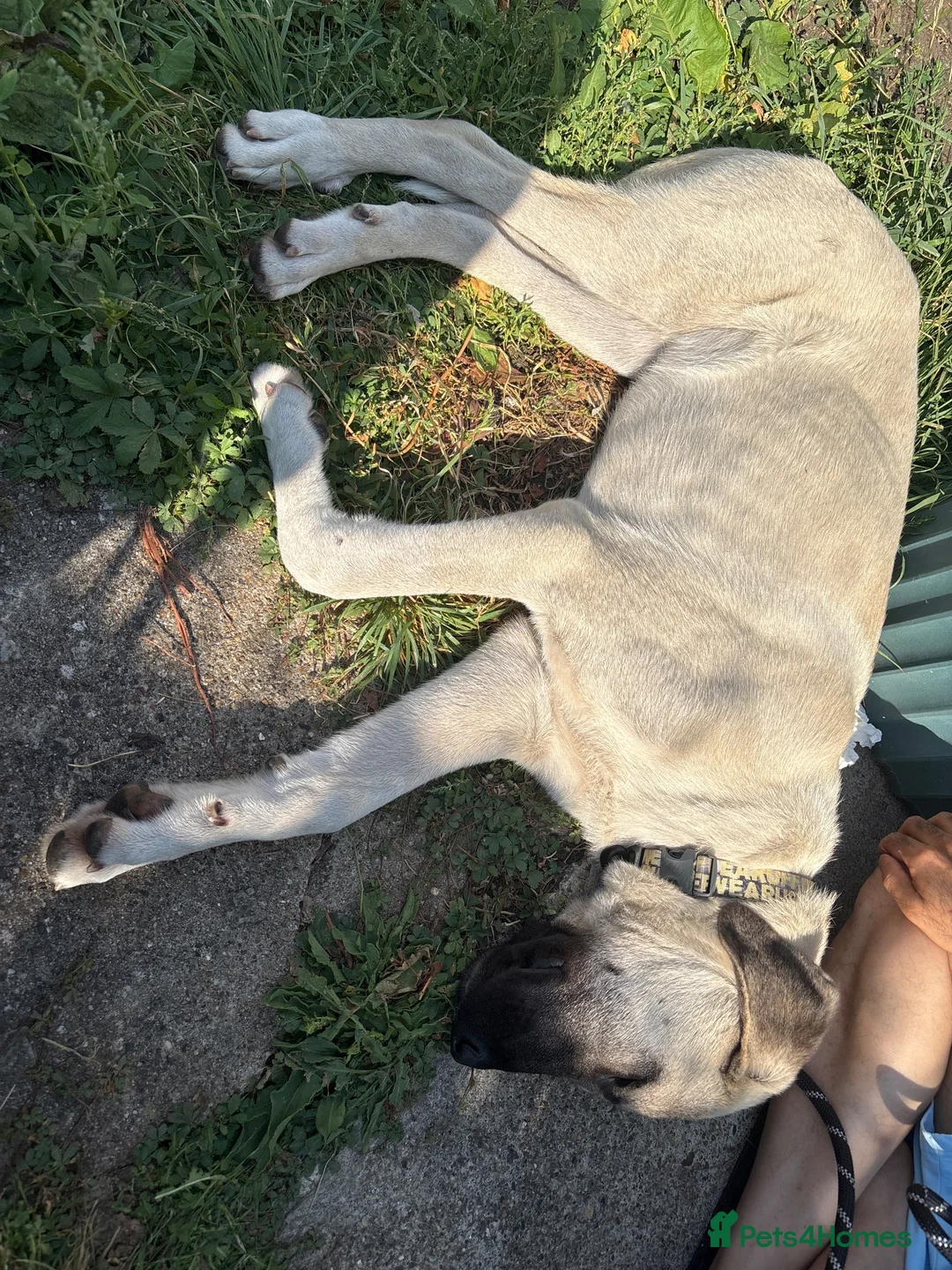 Turkish Kangal dogs for sale: 6 Month Old Male Turkish Kangal - Advert 2