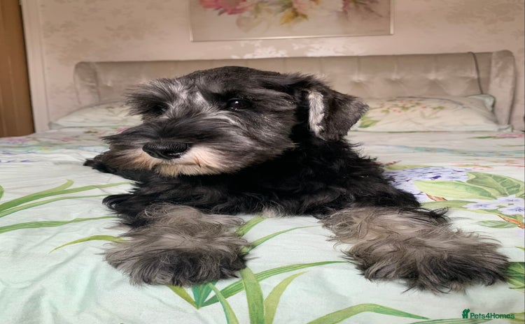 Miniature Schnauzer dogs - Advert 4