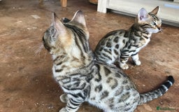 Bengal cats for sale: Bengal male kitten available  - Image 4