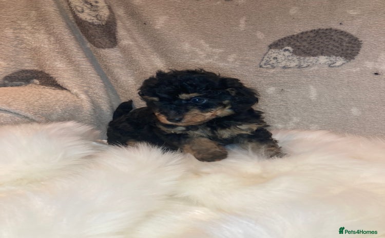 Cavapoo dogs - Advert 6