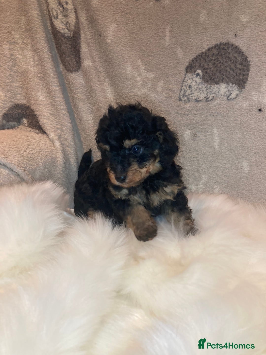 Cavapoo dogs for sale: Our last Toy cavapoo puppy looking for a home  - Image 7