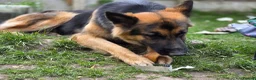 German Shepherd dogs for sale: Dolly and Toby - Advert 3