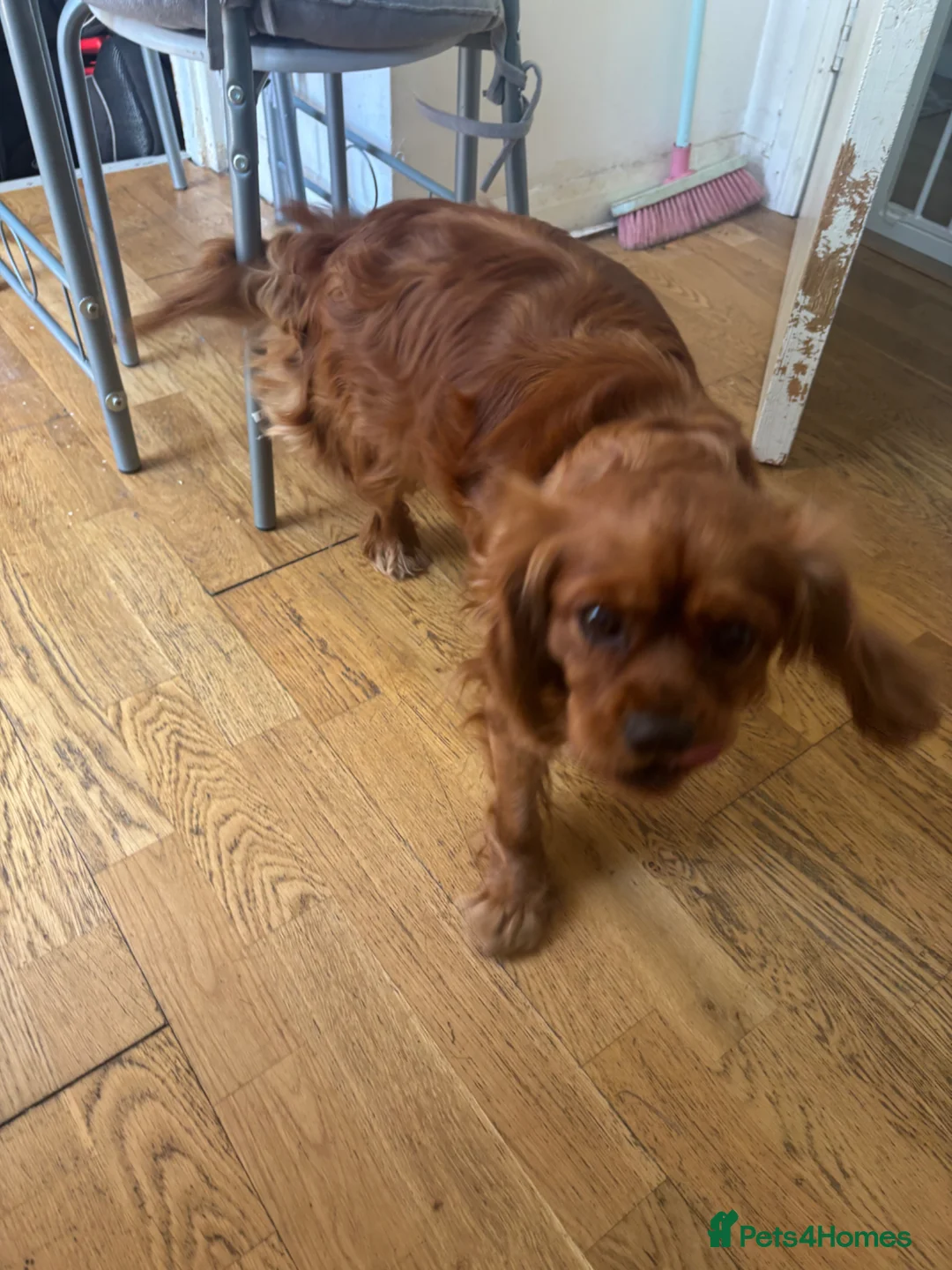 Cavalier King Charles Spaniel dogs for sale: King Charles cavalier  in London - Advert 9