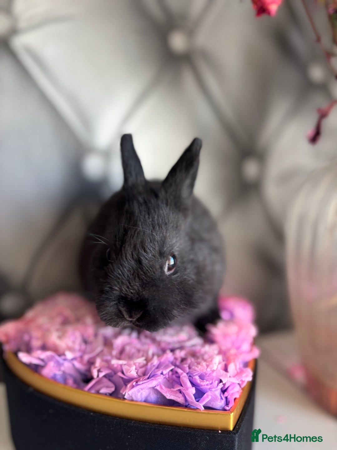 Netherland Dwarf rabbits for sale: Bucks for rehoming*Netherland dwarfs 5* homes - Advert 7