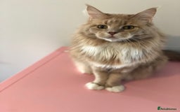 Maine Coon cats for sale: Ginger Maincoon Male for rehome - Image 2