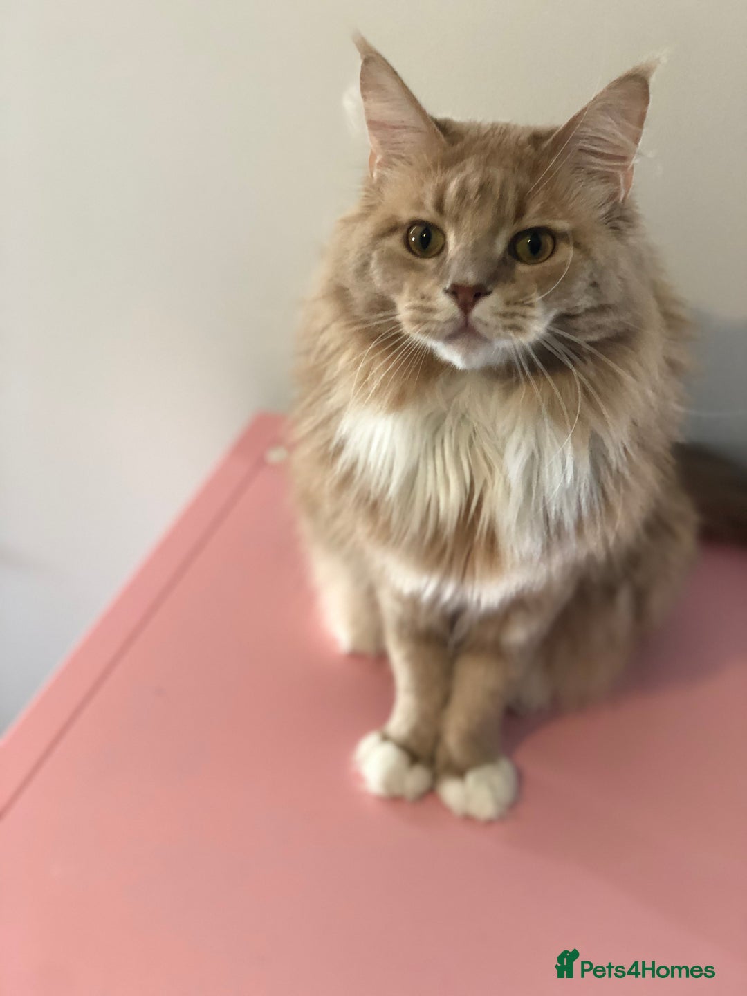 Maine Coon cats for sale: Ginger Maincoon Male for rehome - Image 2