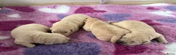 Golden Retriever dogs for sale: KC Registered Golden Retriever Puppies  - Advert 3
