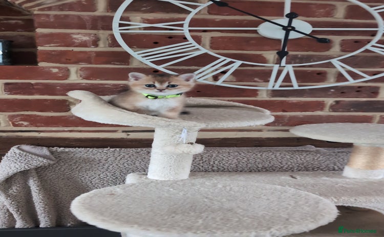 Scottish Fold cats - Advert 3