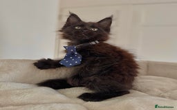 Maine Coon cats for sale: Mainecoon kittens  - Image 4
