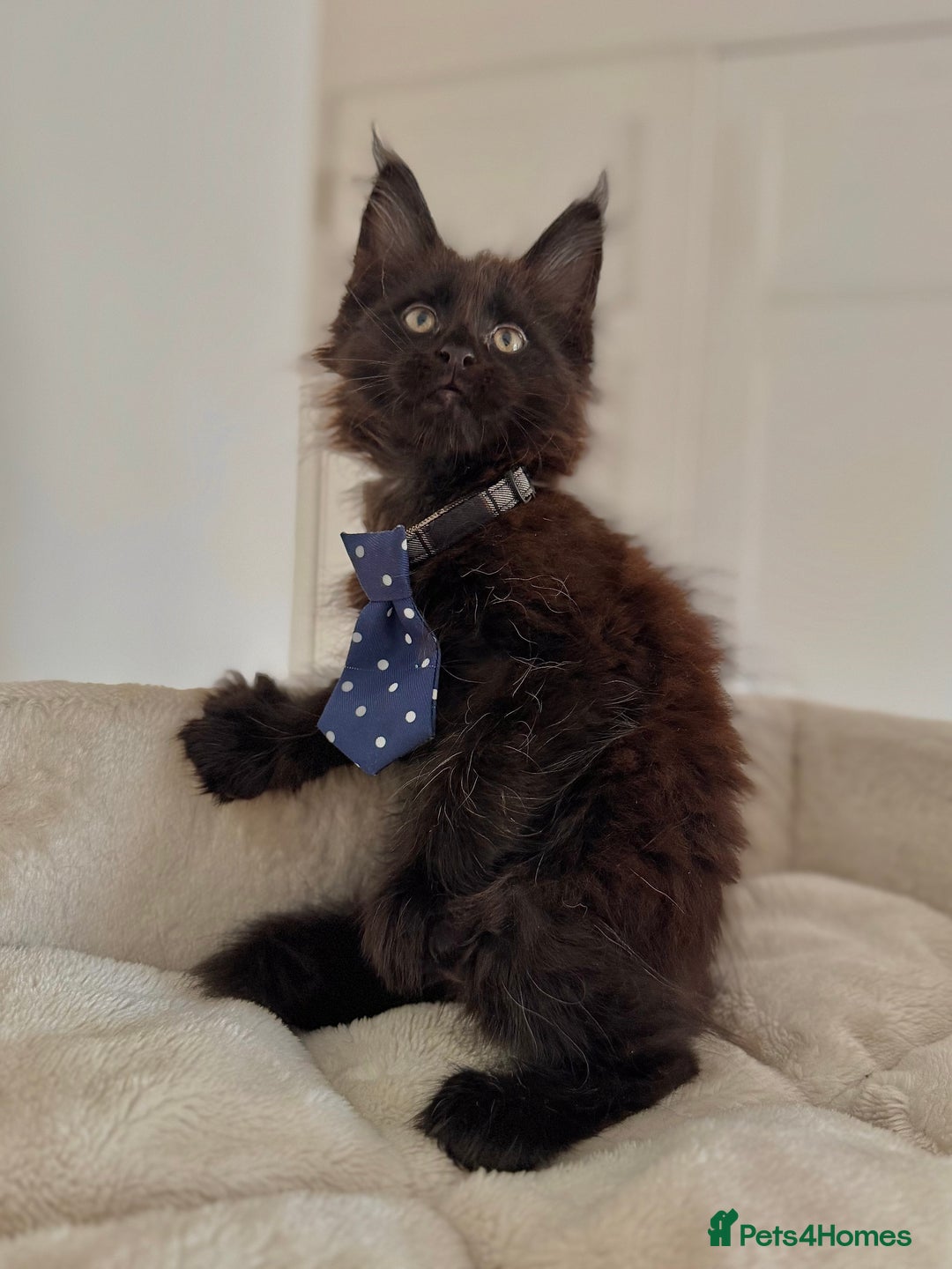 Maine Coon cats for sale: Mainecoon kittens  - Image 4