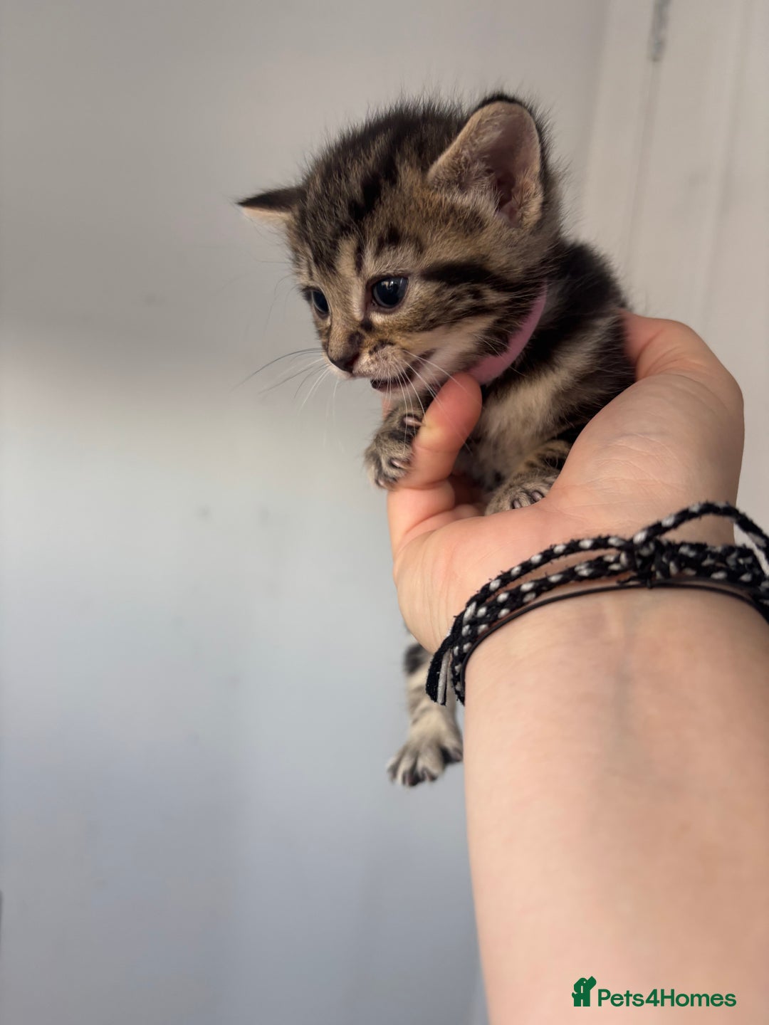 Maine Coon cats for sale: 1/4 mainecoon - Image 9