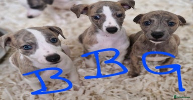 Whippet dogs - Advert 5
