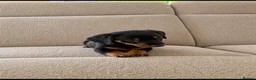 Miniature Dachshund dogs for sale: Miniature dachshund  - Advert 5
