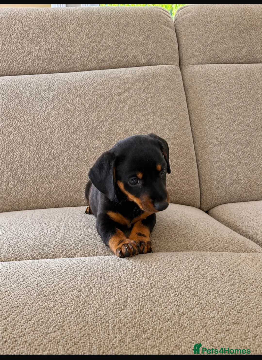 Miniature Dachshund dogs for sale: Miniature dachshund  - Advert 5