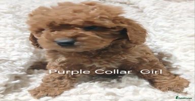 Cockapoo dogs Cockapoo Puppies PRA UNAFFECTED  - Advert 4