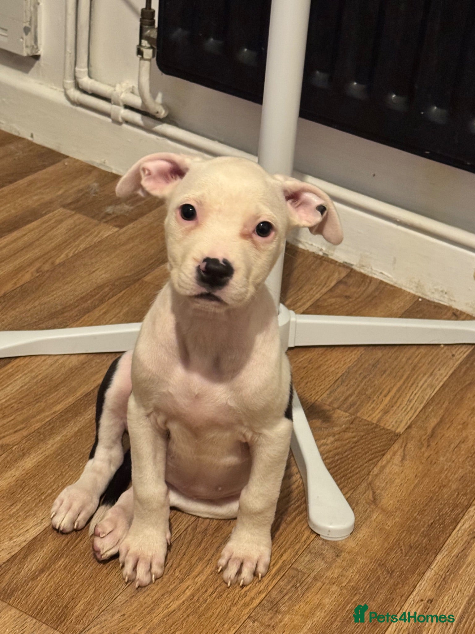 Staffordshire Bull Terrier dogs Female staffy for sale  - Advert 6