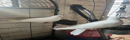 Doves birds for sale: White Doves - Advert 3