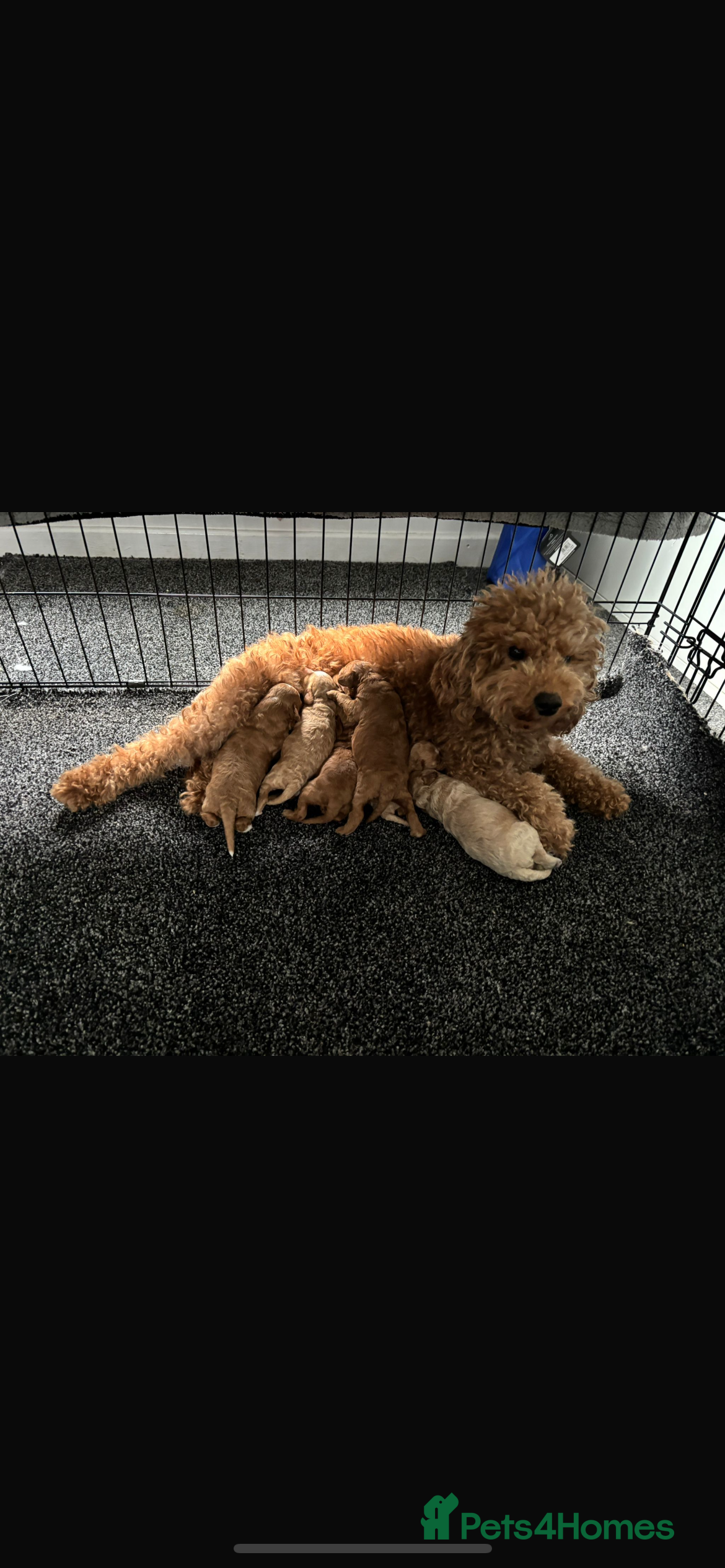 Poochon dogs Adorable Poochon puppies  - Advert 14