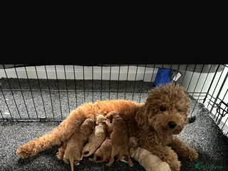 Poochon dogs Adorable Poochon puppies - Advert 14