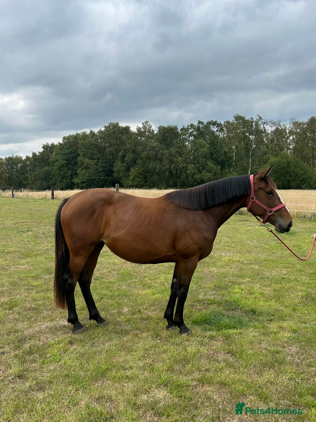 Irish Sports horses for sale: 3yr old ISH filly - Image 2