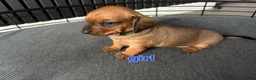 Miniature Dachshund dogs for sale: BEAUTIFUL MINIATURE DACHSHUND  - Advert 15