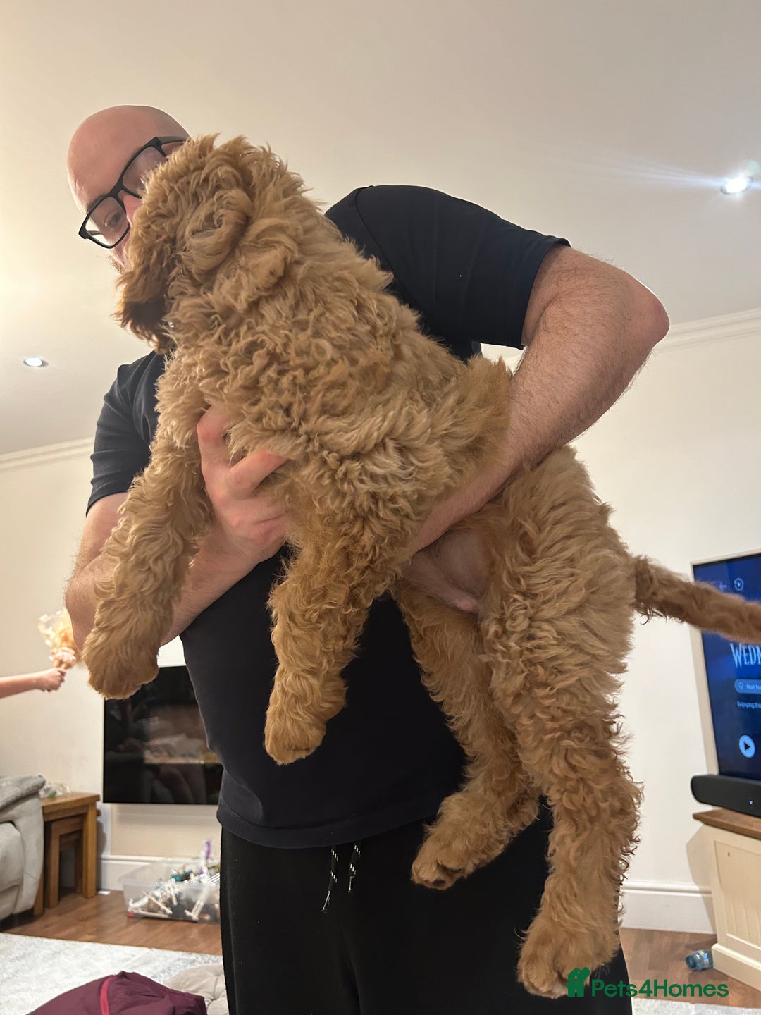 Goldendoodle dogs for sale: 🌟F1B Standard Goldendoodle Puppies in Merthyr Tydfil - Image 6