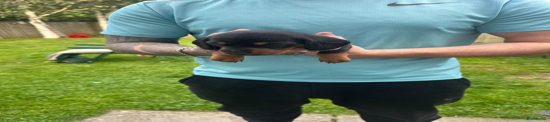 Miniature Dachshund Puppy 2