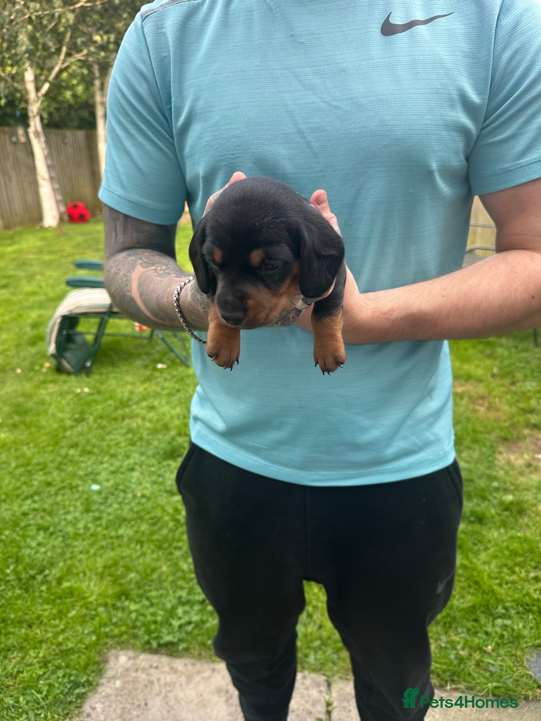 Miniature Dachshund dogs for sale: Miniature daschound - Image 5
