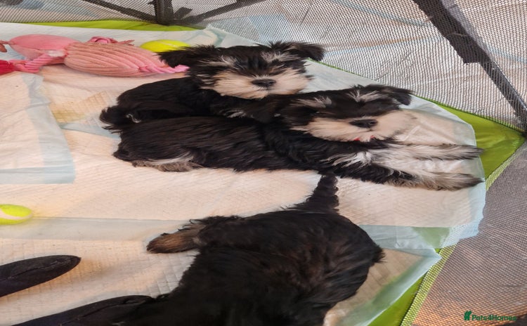 Miniature Schnauzer dogs Kc Registered beautiful puppies  - Advert 4