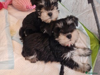 Miniature Schnauzer dogs Kc Registered beautiful puppies - Advert 6