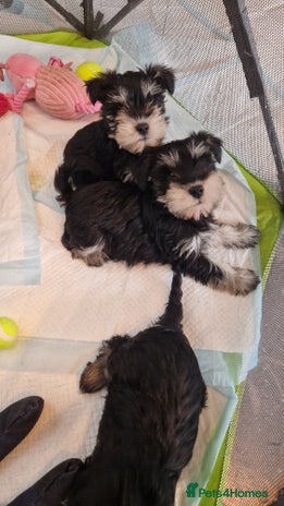 Miniature Schnauzer dogs Kc Registered beautiful puppies - Advert 4