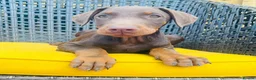 Dobermann dogs for sale: Beautiful family dobermans * 2 boys ready to go* - Advert 12