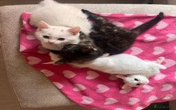 British Longhair cats for sale: 2 adorable kittens looking for their forever home - Image 5