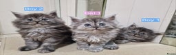 Maine Coon cats for sale: 4 mainecoon kittens looking for home in Bury - Advert 18
