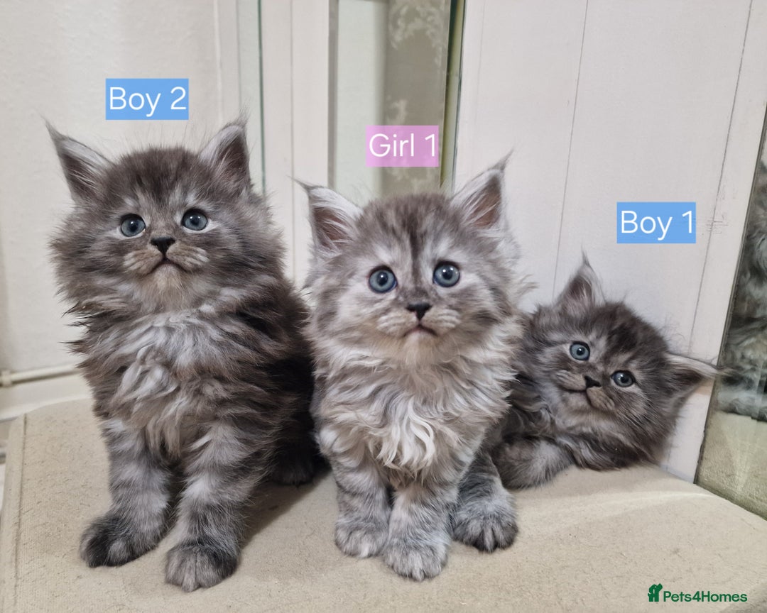 Maine Coon cats for sale: 4 mainecoon kittens looking for home in Bury - Advert 18