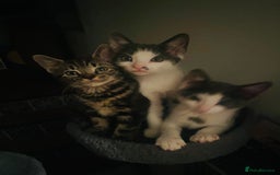Domestic Shorthair cats for sale: Kittens available for adoption - Image 16