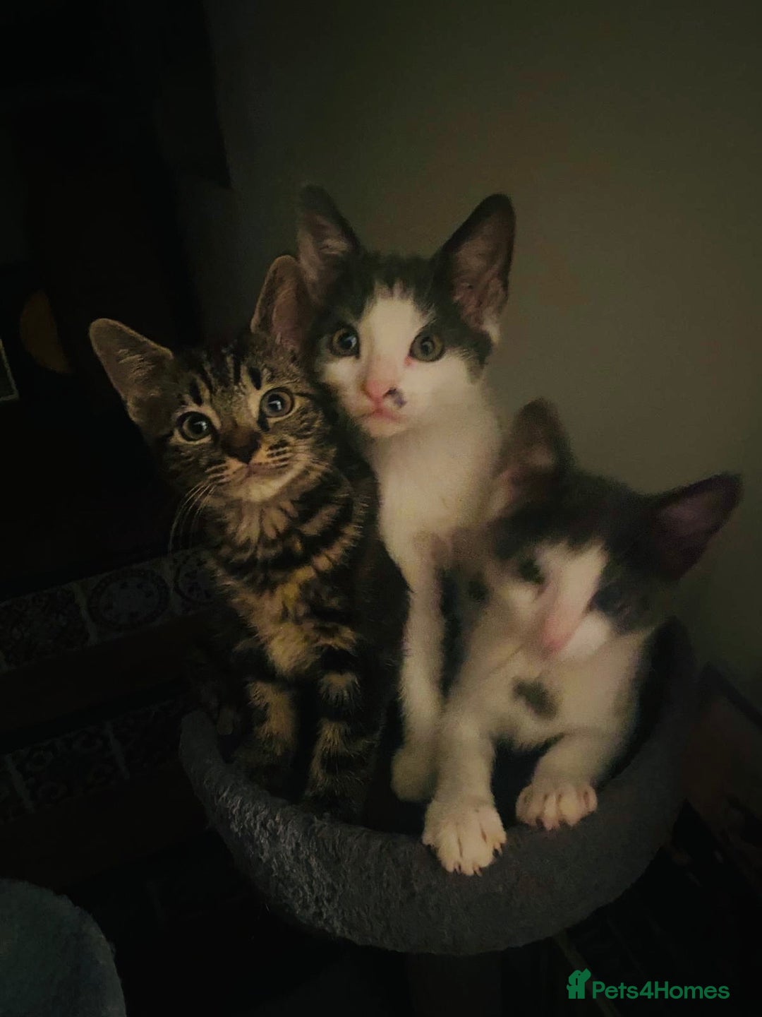 Domestic Shorthair cats for sale: Kittens available for adoption - Image 16