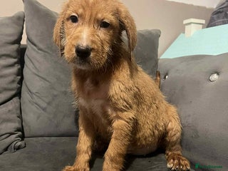 Labradoodle dogs LABRADOODLE PUPPYS - Advert 6