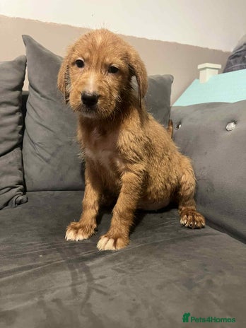 Labradoodle dogs - Advert 5