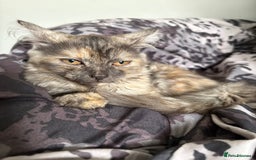 Mixed Breed cats for sale: Kitten for sale  - Image 3