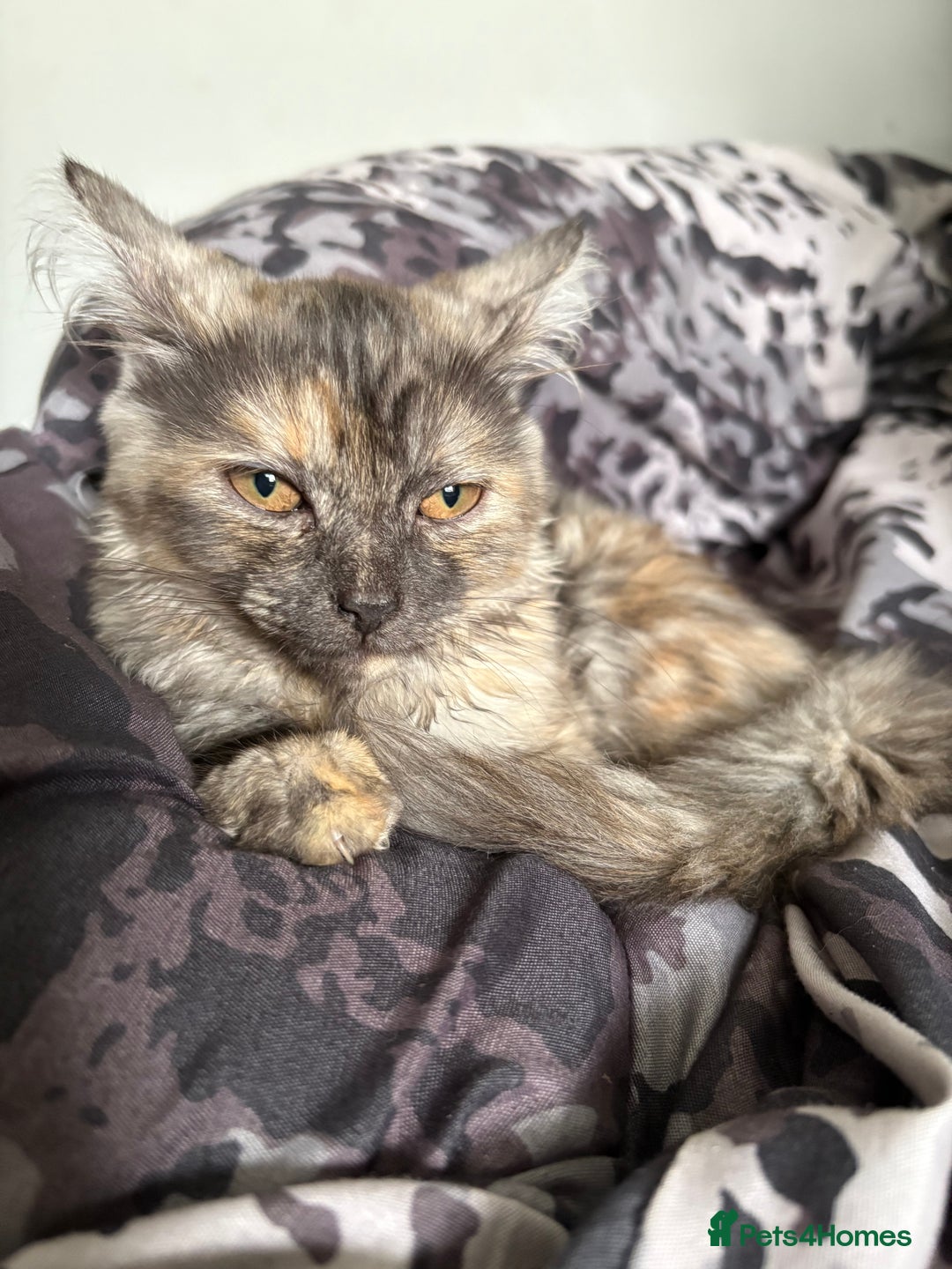 Mixed Breed cats for sale: Kitten for sale  - Image 3