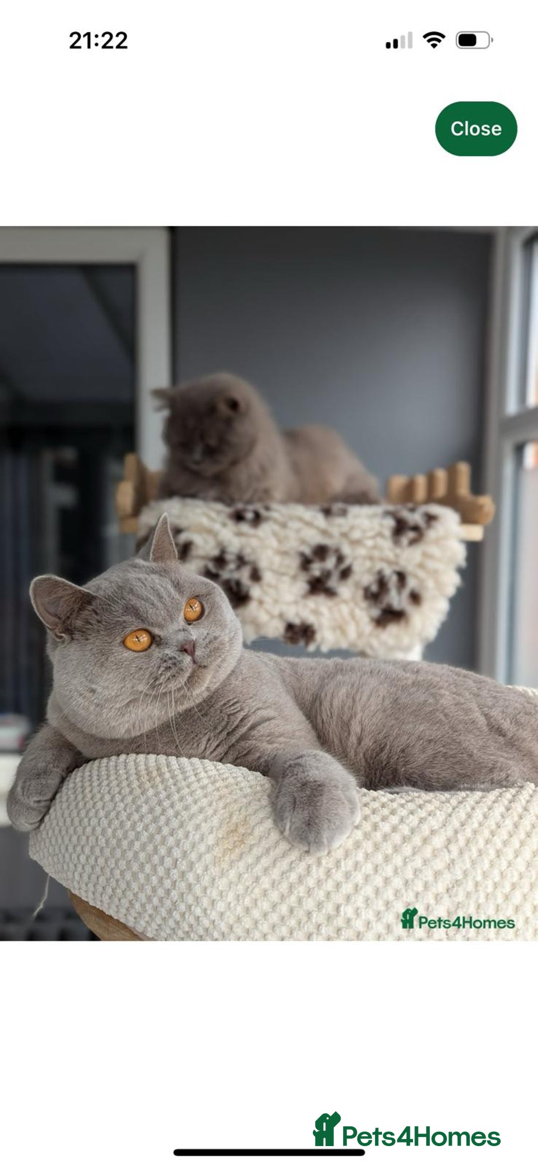 British Shorthair cats for sale: GCCF Champion British Shorthair  - Advert 11